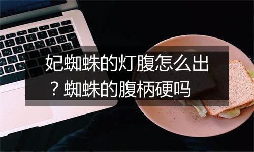 妃蜘蛛的灯腹怎么出？蜘蛛的腹柄硬吗